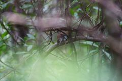 Thryophilus pleurostictus