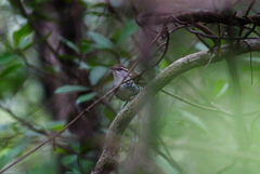 Thryophilus pleurostictus