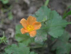 Modiolastrum malvifolium