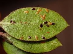 Coccinae