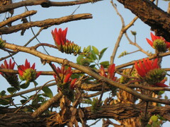 Erythrina suberosa