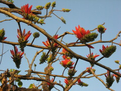 Erythrina suberosa