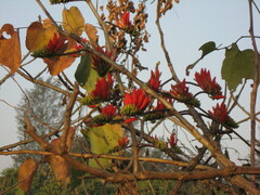 Erythrina suberosa