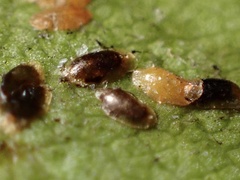 Coccinae