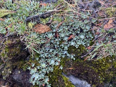 Sedum oblanceolatum