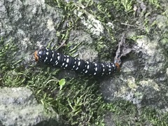 Xanthopastis moctezuma