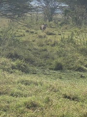 Phacochoerus africanus