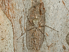 Tamopsis