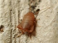 Myrmecophilus