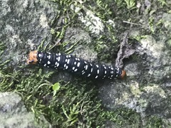 Xanthopastis moctezuma