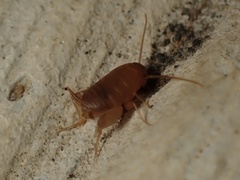 Myrmecophilus