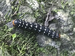 Xanthopastis moctezuma