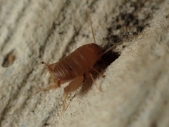 Myrmecophilus