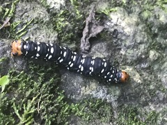 Xanthopastis moctezuma