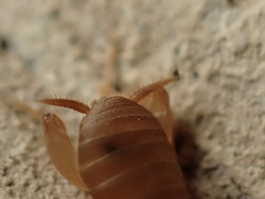 Myrmecophilus