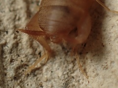 Myrmecophilus
