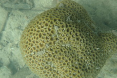 Coelastrea aspera