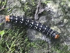Xanthopastis moctezuma