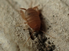 Myrmecophilus