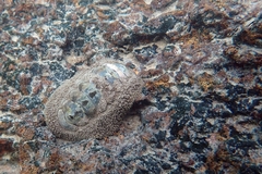 Acanthopleura