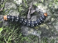 Xanthopastis moctezuma