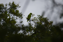 Amazona auropalliata
