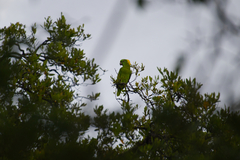 Amazona auropalliata