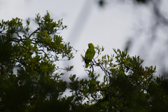 Amazona auropalliata