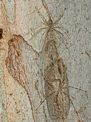 Tamopsis
