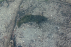 Epinephelus erythrurus