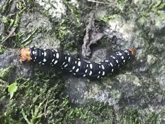 Xanthopastis moctezuma