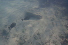 Acanthurus