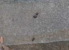 Trichosurus vulpecula fuliginosus