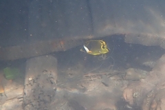 Chaetodon lunula