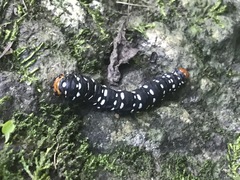 Xanthopastis moctezuma