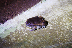 Hypopachus variolosus