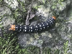 Xanthopastis moctezuma