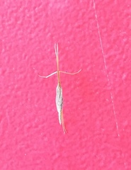 Conosia irrorata