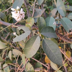 Derris trifoliata