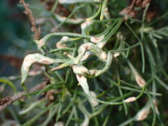 Aceria paracalifornica