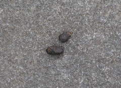 Trichosurus vulpecula fuliginosus