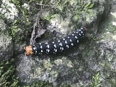 Xanthopastis moctezuma