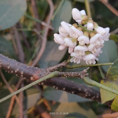Derris trifoliata