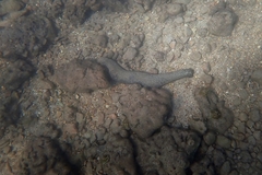 Holothuria leucospilota