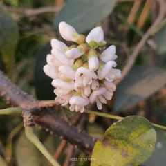 Derris trifoliata