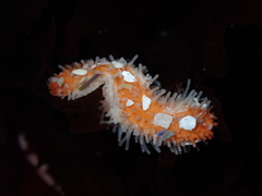 Pachythyone rubra
