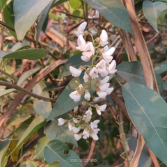 Derris trifoliata