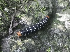 Xanthopastis moctezuma