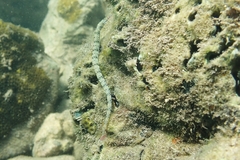 Corythoichthys haematopterus