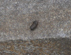 Trichosurus vulpecula fuliginosus